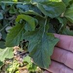 Salvia lyrata পাতা