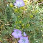 Linum usitatissimum Blüte