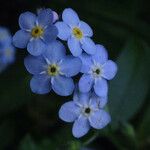 Myosotis latifolia 花