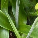 Ornithogalum arabicum Folha