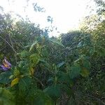 Solanum paludosum Συνήθη χαρακτηριστικά