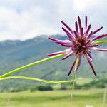 Phyteuma scheuchzeri Flower