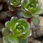 Saxifraga biflora 葉