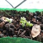 Sedum hernandezii Foglia