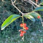 Citharexylum montevidense Fruto