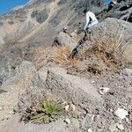 Draba jorullensis Habitat