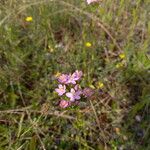 Centaurium erythraeaVirág