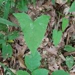 Adenocaulon bicolor Feuille