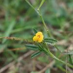 Stylosanthes fruticosa Blüte