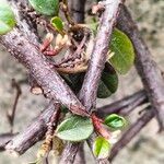 Cotoneaster simonsii Schors