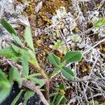 Ononis pusilla Hoja