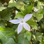 Vinca difformis Blüte