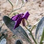 Matthiola incana Blomst