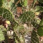 Opuntia littoralis List