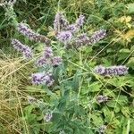 Mentha longifolia Hábitos