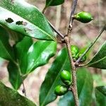 Diospyros abyssinica Frukt