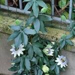 Passiflora caerulea ফুল