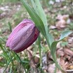 Fritillaria tubaeformis Õis