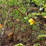 Cochlospermum regium Fruit