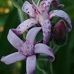 Oxypetalum solanoides Flor