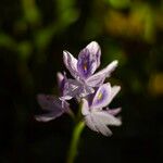 Pontederia crassipes Цвят