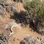 Anabasis articulata Leaf