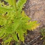 Scrophularia californica Blad