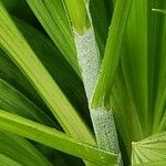 Veratrum nigrum Bark