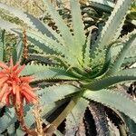 Aloe arborescens अन्य