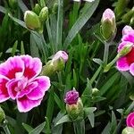 Dianthus caryophyllus Foglia