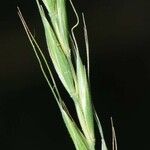 Elymus caninus Frutto