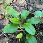 Myosotis latifolia Hoja