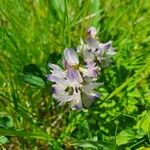 Astragalus alpinus Цветок