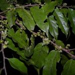 Casearia arborea Hábito