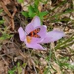 Crocus nudiflorusFlower