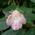 Costus guanaiensis Flower
