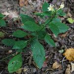 Barleria prionitis Tervik taim