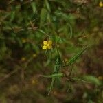 Ludwigia perennis Цвят