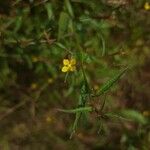 Ludwigia perennis Blomma