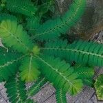 Phyllanthus urinaria Leaf