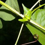 Cydista heterophylla Лист