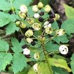 Actaea rubra Frucht