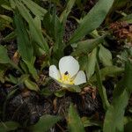 Calochortus leichtlinii Virág