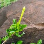 Turraea mombassana Άλλα