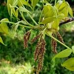 Carya glabra Folio