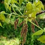 Carya tomentosa Folha