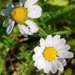 Anthemis arvensisCvet