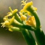 Euphorbia aphylla Flor
