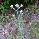 Pseudognaphalium stramineum Flower