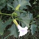 Datura ferox Ліст